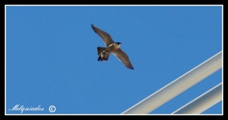 Vuelo de un halcón peregrino sobre el puente del Alamillo. Se puede observar que tiene una paloma entre sus garras. Fuente: imagen cedida por Melquiades Amaya (Asociación Fauna y Arte).