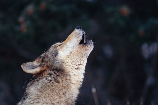 Imagen de una especie emblemática en nuestro territorio: el lobo. Fuente: Ubuntulife.wordpress.com.